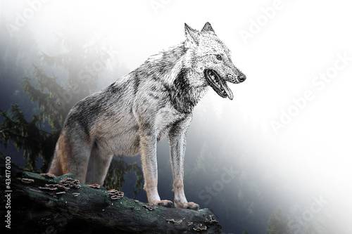Hand drawing and photography wolf combination. Sketch graphics animal mixed with photo © byrdyak