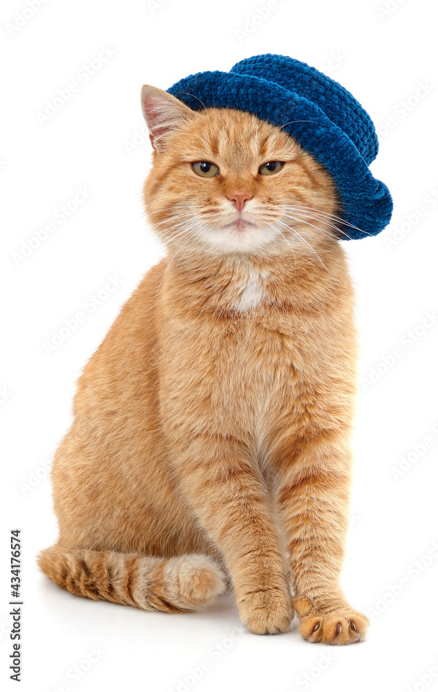 Red cat in a blue hat.