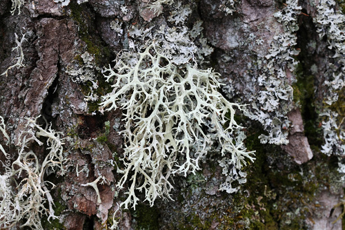 Evernia prunastri, also known as oakmoss, a beautiful lichen used widely in perfume industry as a fixative photo