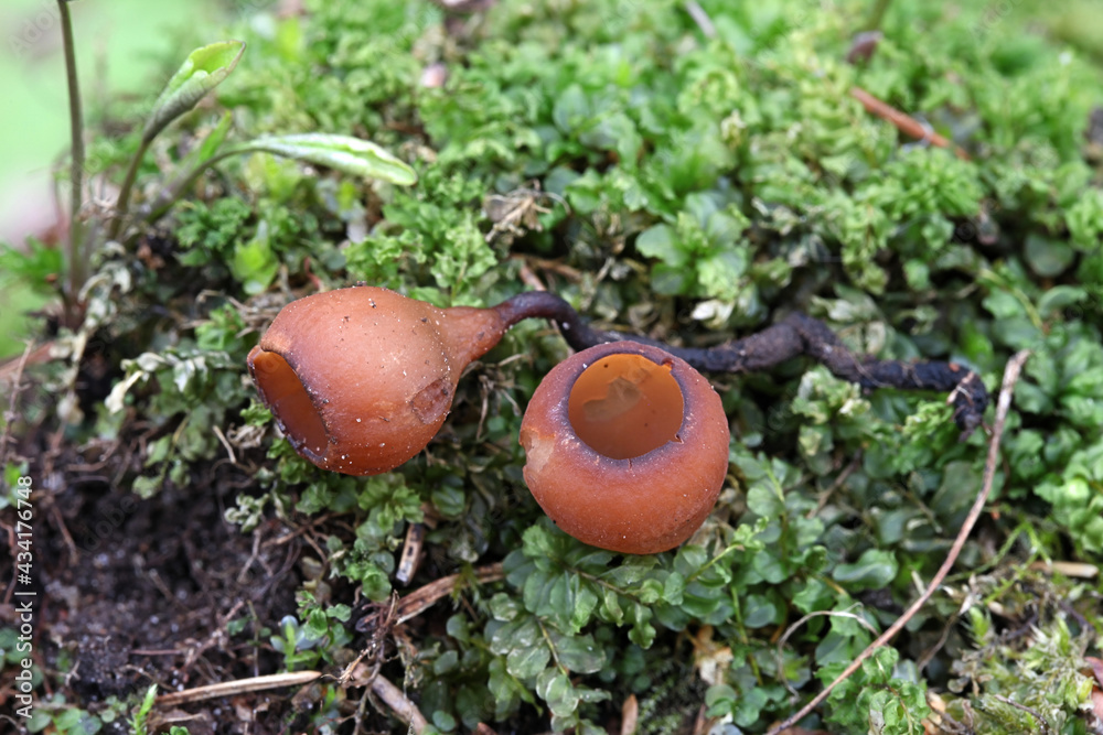 Anemone cup, Dumontinia tuberosa, wild mushroom from Finland Anemone cup, Dumontinia tuberosa, wild mushroom from Finland