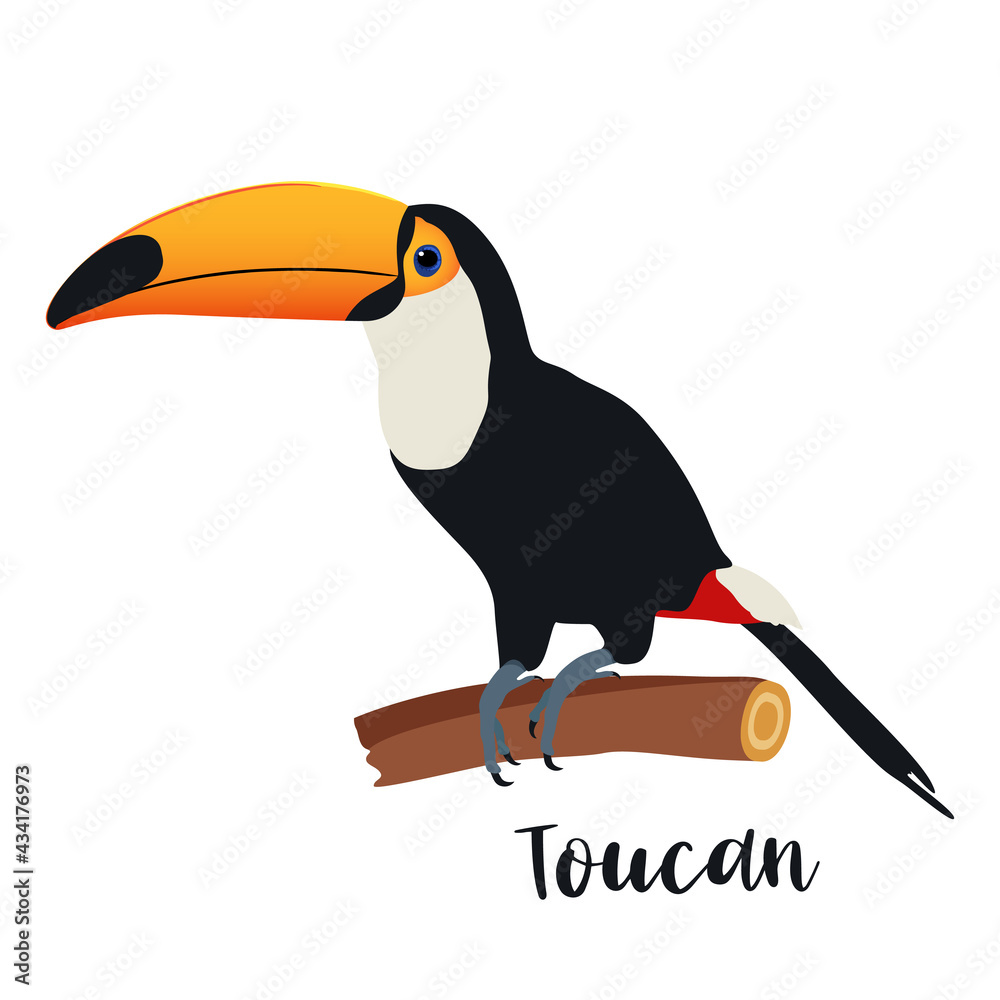 Obraz premium Toucan bird isolated on white background. Vector illustration.