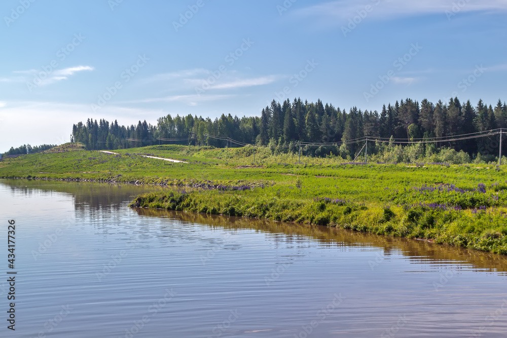 Forest on the coast of the river