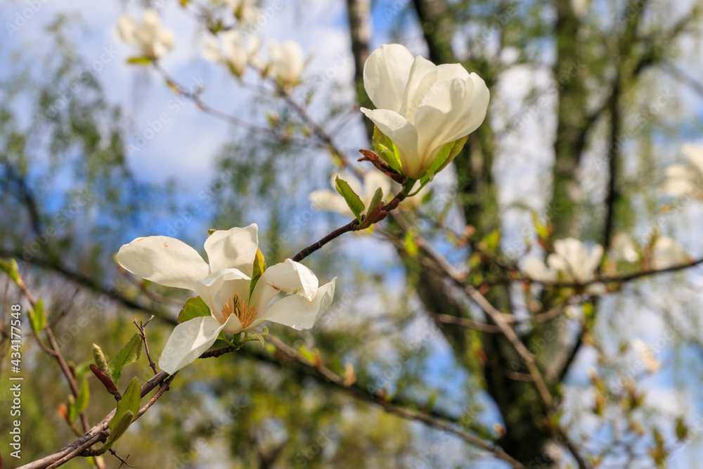 White flowers of Kobushi magnolia (Magnolia kobus) in a garden White flowers of Kobushi magnolia (Magnolia kobus) in a garden