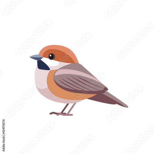 Chestnut-backed Chickadee, Poecile rufescens . Sparrow bird cartoon flat style beautiful character of ornithology, vector illustration isolated on white background