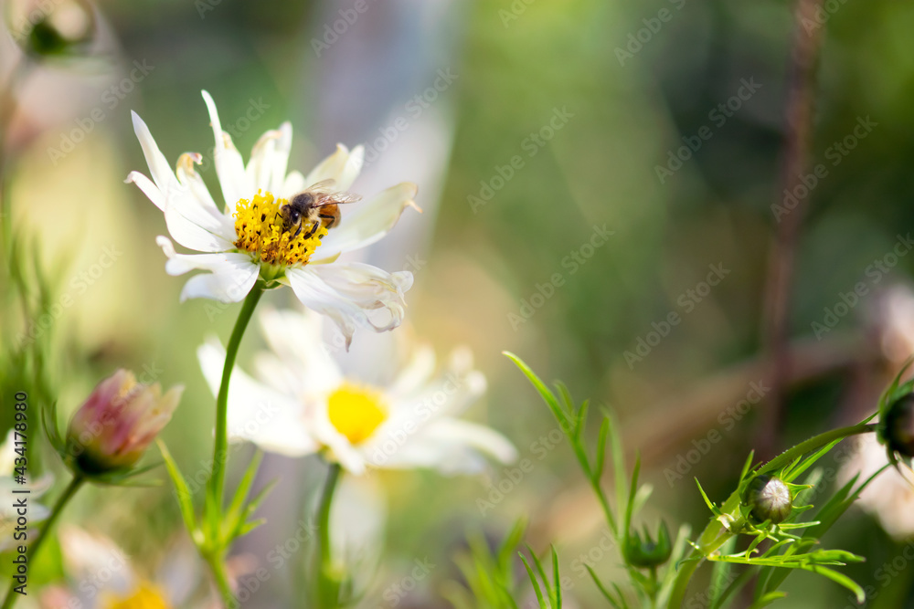 Obraz premium Bee On Cosmos Flower