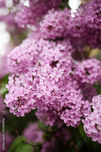 pink flowers © perminoffa
