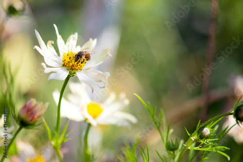 Bee On Cosmos Flower © Katherine Kirkland