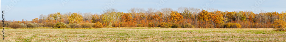 Panorama Autumn forest in front of a meadow against a blue sky