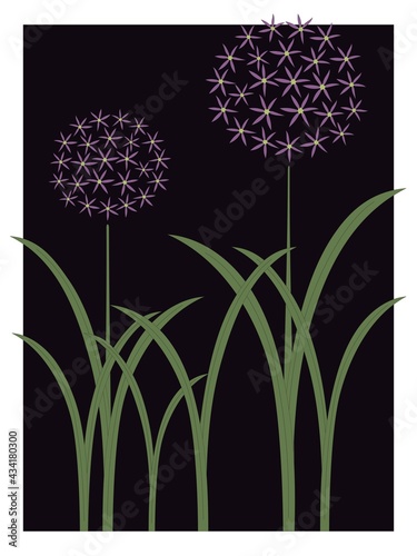 Allium garden spring flower