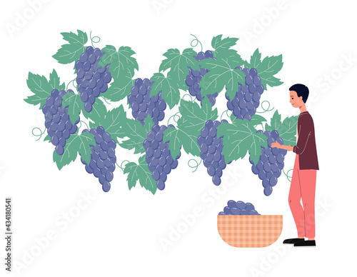 Man character picking ripe grapes in vineyard flat vector illustration isolated.