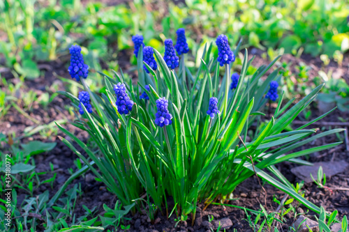 A bright beautiful bush of blue muscari flowers in the country on a blurred background. Selective focus.