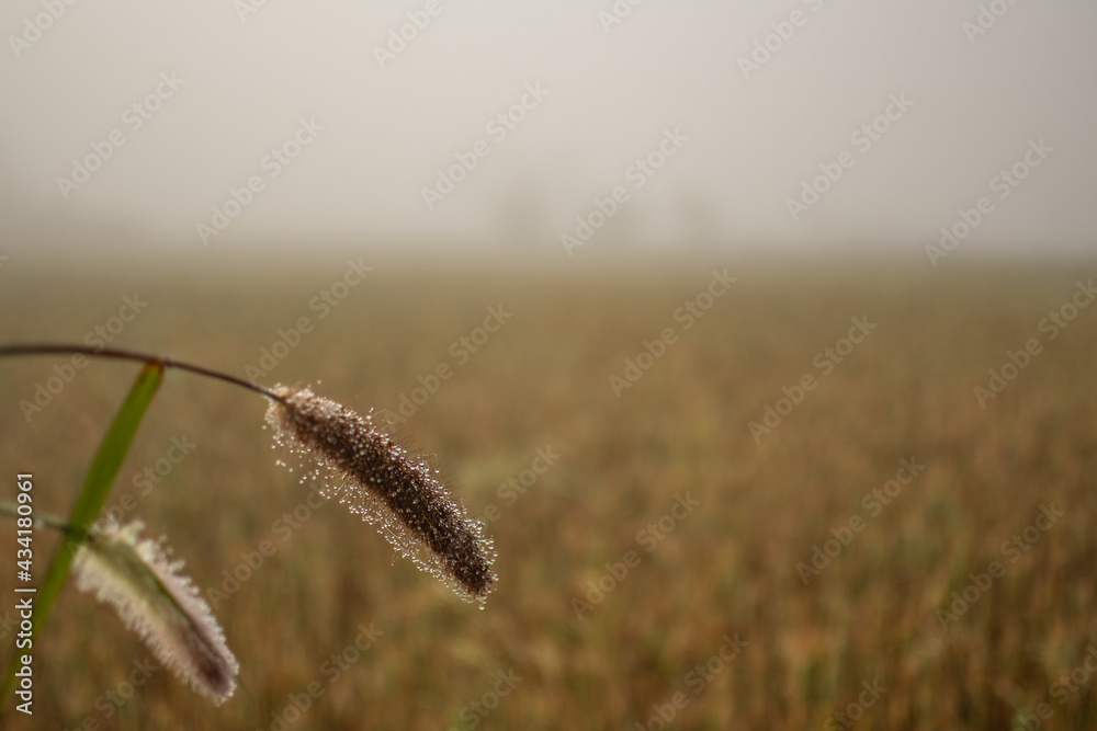 Dew drops during heavy mist an early morning in Myanmar Dew drops during heavy mist an early morning in Myanmar
