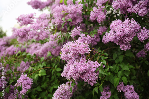 flowers in the garden