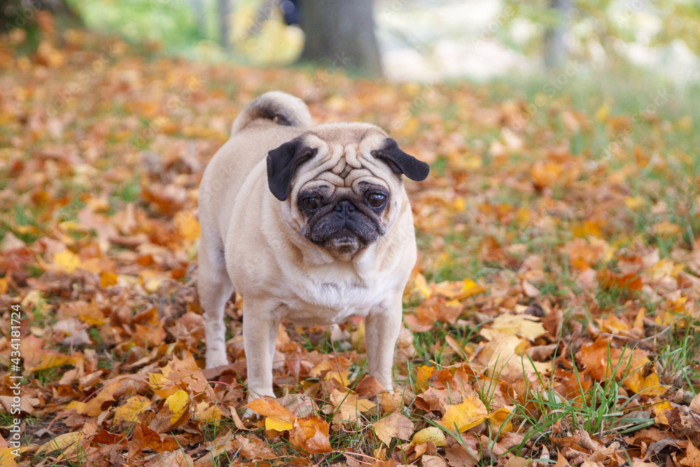 Small pug dog standing in autumn park leaves.