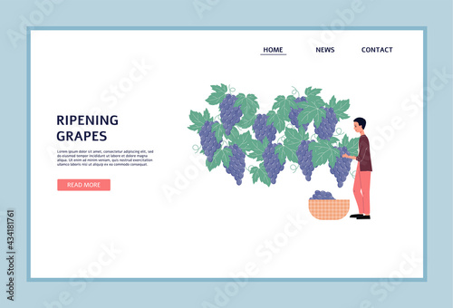 Ripening grapes web banner with vinery plant worker, flat vector illustration.