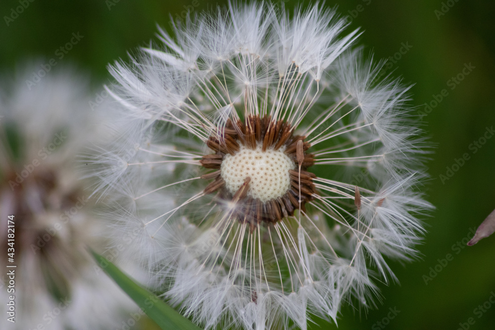 Dandelion seeds after rain in close-up macro view as raw material for rubber and gum production to produce car tires as environmental friendly and sustainable resource agricultural alternative to oil Dandelion seeds after rain in close-up macro view as raw material for rubber and gum production to produce car tires as environmental friendly and sustainable resource agricultural alternative to oil