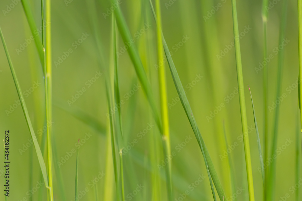 Fresh green grass in spring shows natural growth as beautiful green background of a meadow or field for farming and countryside view or agricultural garden and healthy environment in organic freshness Fresh green grass in spring shows natural growth as beautiful green background of a meadow or field for farming and countryside view or agricultural garden and healthy environment in organic freshness