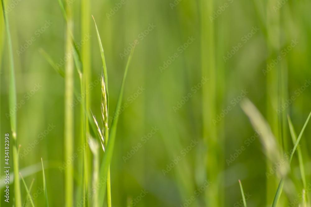 Fresh green grass in spring shows natural growth as beautiful green background of a meadow or field for farming and countryside view or agricultural garden and healthy environment in organic freshness Fresh green grass in spring shows natural growth as beautiful green background of a meadow or field for farming and countryside view or agricultural garden and healthy environment in organic freshness