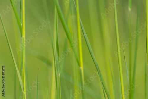Fresh green grass in spring shows natural growth as beautiful green background of a meadow or field for farming and countryside view or agricultural garden and healthy environment in organic freshness