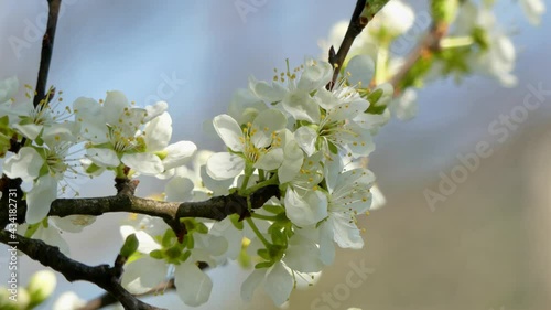 twigs with flowers swaying in the breeze on a beautiful spring day.