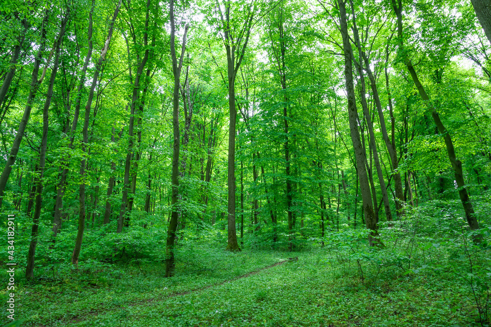 Green forest landscape in spring.