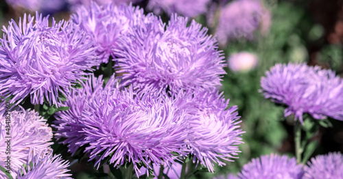 Banner pink aster flowers on a green background.