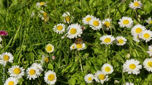 honey bee pollinating a flower