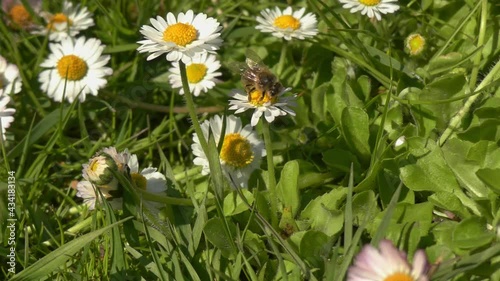 honey bee pollinating a flower