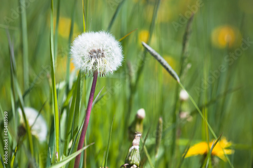 Fluffy white dandelion flower