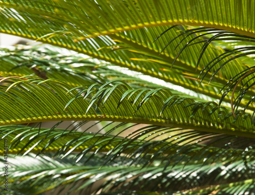 Closeup view of the dark green leafs of female Sago palm (Cycas revoluta), also known as king sago palm © Henk Vrieselaar