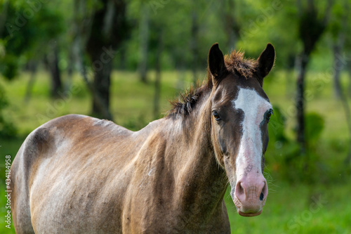 portrait of a horse © nicolebleck
