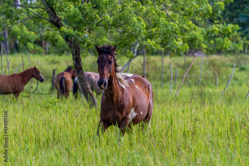 horses in the field with high grass - dominican republic
