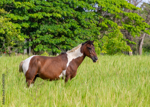 Paint horse in the field - dominican republic