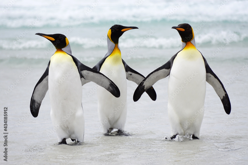 Fototapeta premium King penguins on beach 
