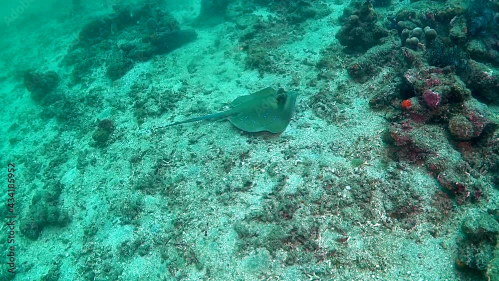 Stingray rests at the sand bottom close to reef, dark green grey colored bluespotted ribbontail ray with long sharp tale with white tip. Fish filmed by divers, original sound while diving. Stingray rests at the sand bottom close to reef, dark green grey colored bluespotted ribbontail ray with long sharp tale with white tip. Fish filmed by divers, original sound while diving.