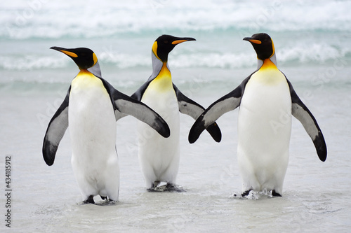 King penguins  on beach 