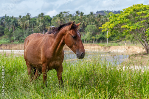 horse in the field - dominican republic