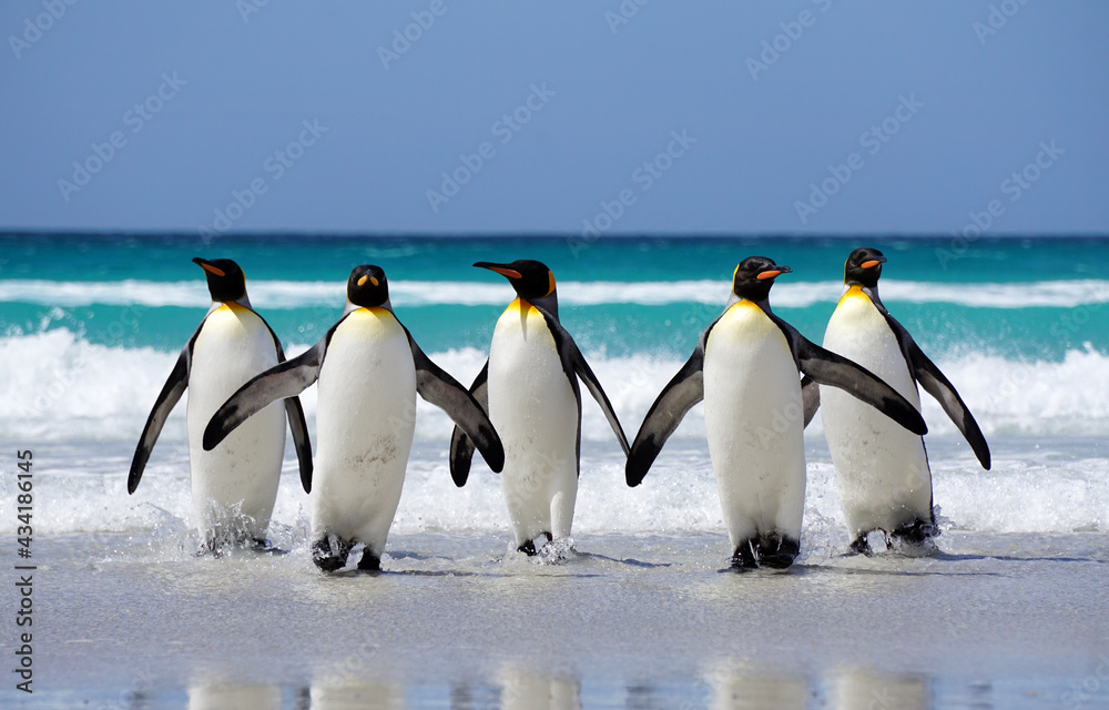 Obraz premium King penguins on beach