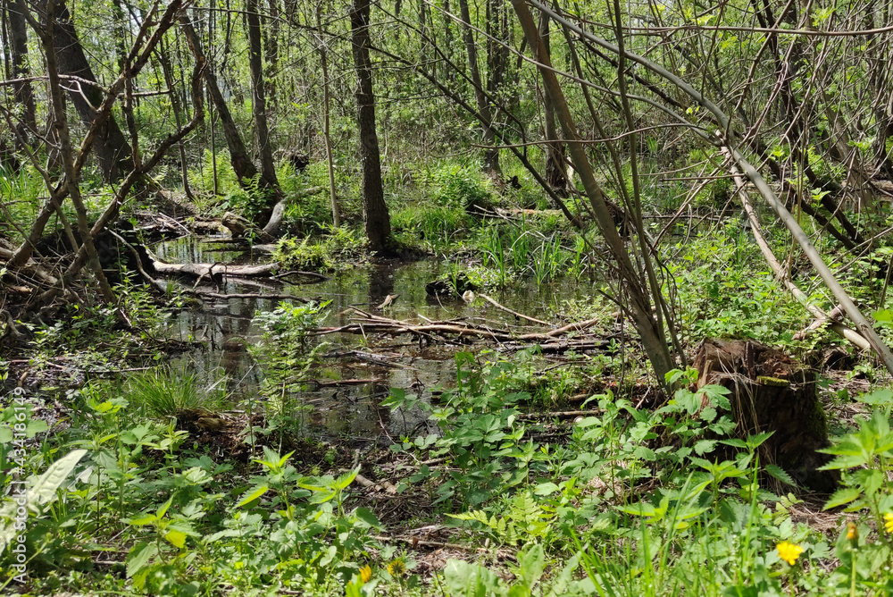 Spring landscape. Swamp, backwater in the forest. A piece of low-lying land that collects water. Spring landscape. Swamp, backwater in the forest. A piece of low-lying land that collects water.