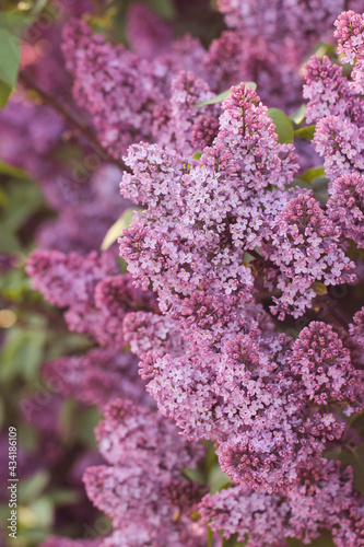 A bush of beautiful purple fragrant lilac. Springtime.