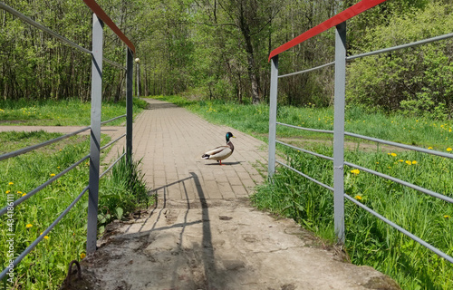 The duck crosses the road in the park. Drake on the road.