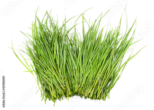 Bunch of green grass.