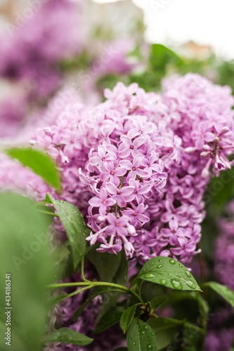 Branch of lilac flowers with the leaves  floral background