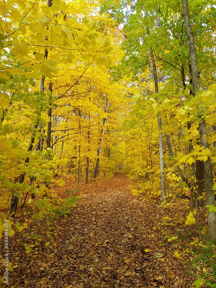 Naklejka premium path in autumn forest