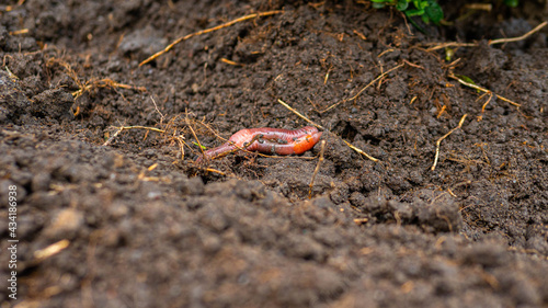 Earthworm in the ground, bait worm, large worm in the ground