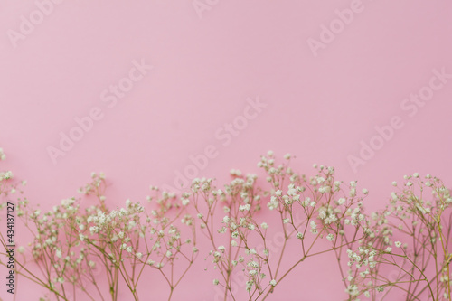 Small white flowers on a pink background. Holidays. Gypsophila.