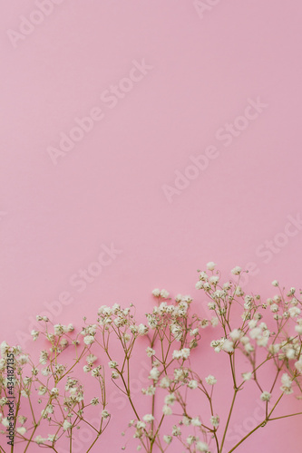 Small white flowers on a pink background. Holidays. Gypsophila.