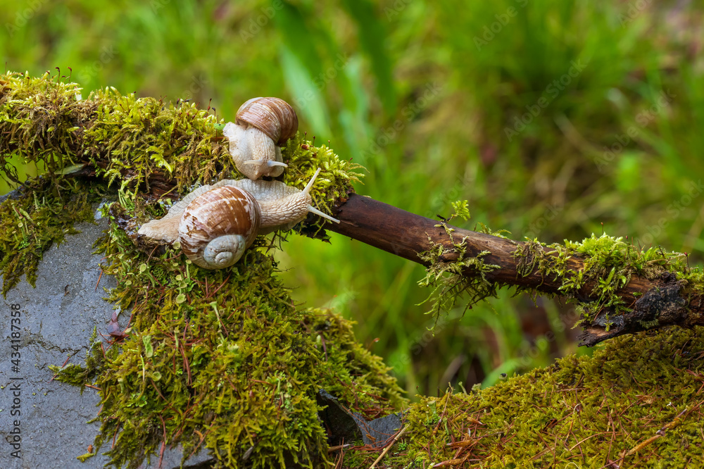 Garden snail - Helix pomatia climbs a branch. The photo has a nice bokeh. Garden snail - Helix pomatia climbs a branch. The photo has a nice bokeh.
