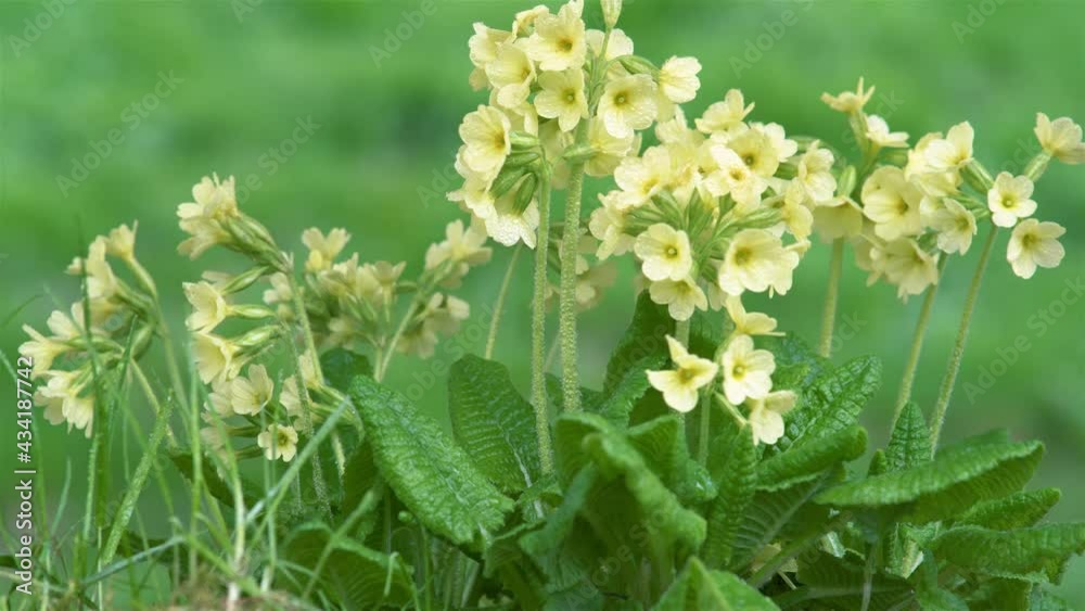 Beautiful Fresh Spring Cowslip Primula veris flowers sway in the wind in green meadow nature Beautiful Fresh Spring Cowslip Primula veris flowers sway in the wind in green meadow nature