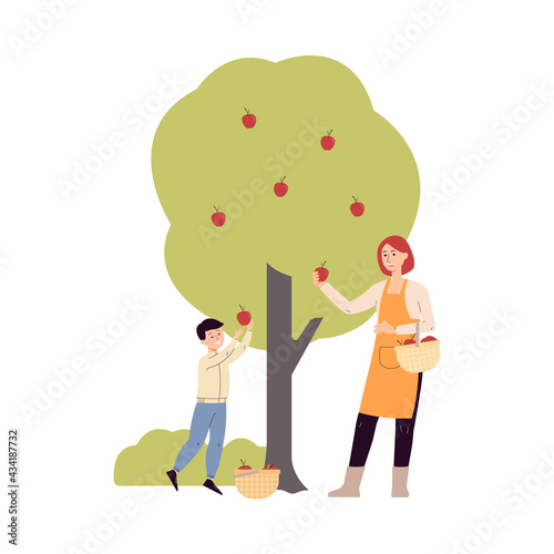 Mother and son gathering harvest of apples, flat vector illustration isolated.